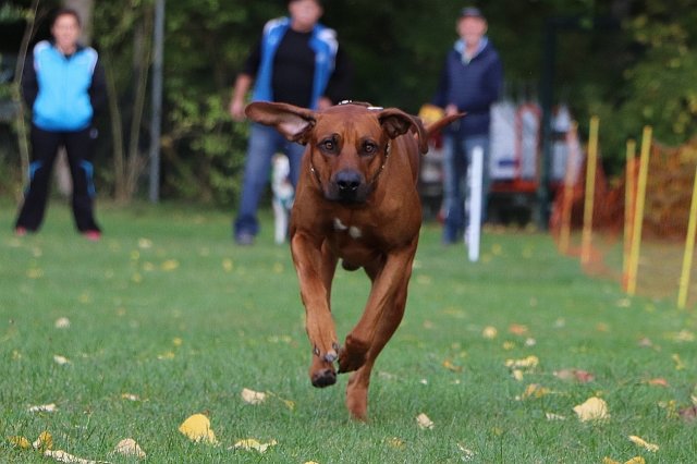 Herbstfest 2019